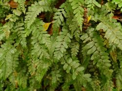 Blechnum filiforme. Juvenile sterile fronds with short, oblong, deeply toothed pinnae.
 Image: L.R. Perrie © Leon Perrie CC BY-NC 3.0 NZ